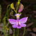 Calopogon tuberosus (Grass-pink Orchid)