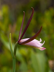 Cleistes divaricata (Rosebud Orchid)