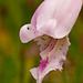 Closeup of Cleistes divaricata (Rosebud Orchid)