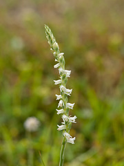 Spiranthes vernalis orchid discovered next to the path on the way back...