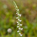 Spiranthes vernalis orchid discovered next to the path on the way back...