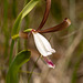 Cleistes bifaria (Smaller rosebud orchid)