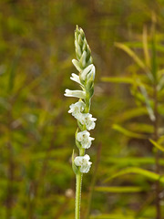 Spiranthes praecox (Grassleaf ladies'-tresses orchid)