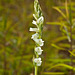 Spiranthes praecox (Grassleaf ladies'-tresses orchid)