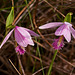Pogonia ophioglossoides (Rose pogonia or Snakemouth orchid)
