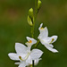 Calopogon tuberosus (White form of the Grass-pink Orchid)