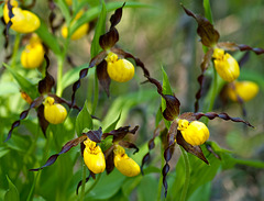 Cypripedium parviflorum (Yellow lady's-slipper Orchid)