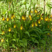 Cypripedium parviflorum (Yellow lady's-slipper Orchid)