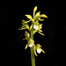 Corallorhiza trifida (Early coralroot orchid)
