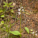 Amerorchis rotundifolia (Round-leaf Orchid)  entire plant in natural setting