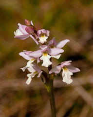 Amerorchis rotundifolia (Round-leaf Orchid) with white lip - very rare