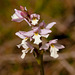 Amerorchis rotundifolia (Round-leaf Orchid) with white lip - very rare
