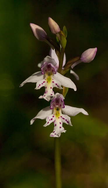 Amerorchis rotundifolia (Round-leaf Orchid)
