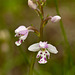 Amerorchis rotundifolia (Round-leaf Orchid)