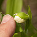 Cypripedium passerinum (Sparrow's egg lady's-slipper orchid) almost open