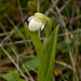Cypripedium passerinum (Sparrow's egg lady's-slipper orchid)
