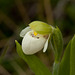 Cypripedium passerinum (Sparrow's egg lady's-slipper orchid)