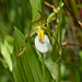 Cypripedium montanum x parviflorum hybrid lady's-slipper orchid