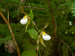 Cypripedium montanum x parviflorum hybrid lady's-slipper orchid