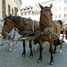 Weimar 2013 – Horses