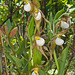 Cypripedium montanum x parviflorum hybrid lady's-slipper orchid -- four flowers on a single stem!