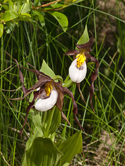 Cypripedium montanum x parviflorum hybrid lady's-slipper orchid -- possible true Cyp. montanum