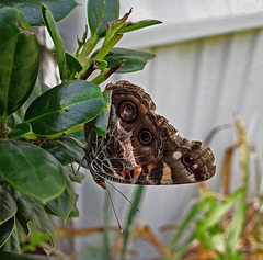 American Lady butterfly