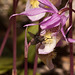 Calypso bulbosa (Fairy slipper orchid) with fly