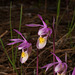 Calypso bulbosa (Fairy slipper orchid)