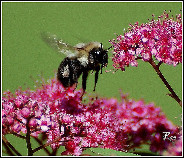 Honey Bee Honey Bee