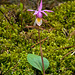 Calypso bulbosa (Fairy Slipper orchid)