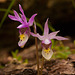 Calypso bulbosa (Fairy Slipper orchid)