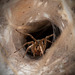 Funnel Spiders...Wolf Spiders?