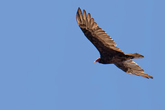 Turkey Vulture Cruising Over Our Meadow