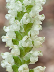 Goodyera pubescens (Rattlesnake Plantain orchid)