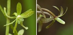 Tipularia discolor (Crane-fly orchid) green form and normal form