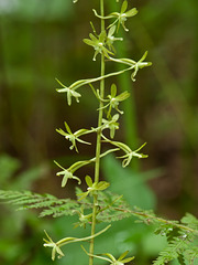 Tipularia discolor (Crane-fly orchid) green form 03