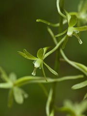 Tipularia discolor (Crane-fly orchid) green form 01