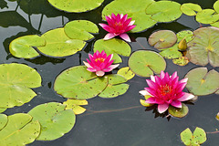 "Laydekeri Fulgens" Waterlily – New York Botanical Garden, New York, New York
