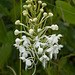 Platanthera conspicua (White Fringed Orchid)