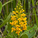 Platanthera cristata (Crested Fringed Orchid)