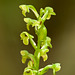 Platanthera flava var. flava (Palegreen orchid, Southern Tuberculed orchid)