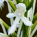 Platanthera conspicua (Southern White Fringed orchid) with beads of dew