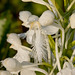 Platanthera conspicua (Southern White Fringed orchid) coated with dew