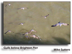 gulls below Brighton Pier by Mike Sutters