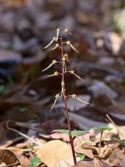 Southern Twayblade Orchid (Neottia bifolia)