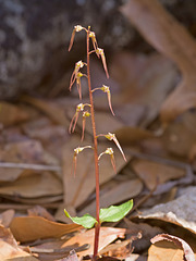 Southern Twayblade Orchid (Neottia bifolia)