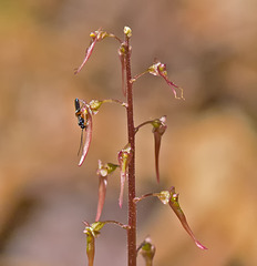 Southern Twayblade Orchid (Neottia bifolia) + critter