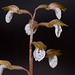 Spring Coralroot Orchid (Corallorhiza wisteriana)