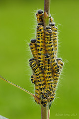Buff Tip Moth Larvae